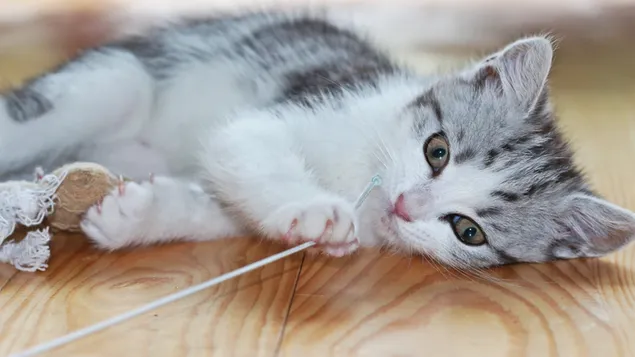 lindo gatito blanco 4K fondo de pantalla
