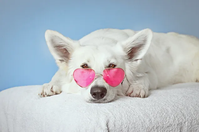 Lindo perro blanco con gafas de sol en forma de corazón rosa