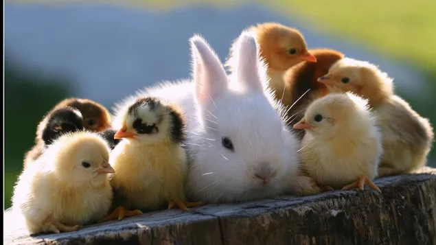 Cute white rabbit and cute yellow and black chicks on wood in front of blurred background download