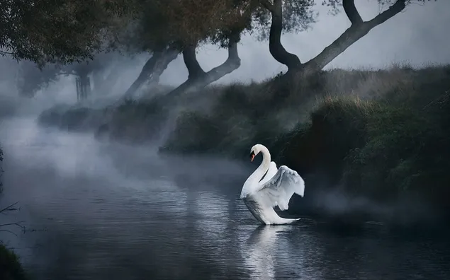 Schattige witte zwaan in meerwater met mistige bomen 2K achtergrond