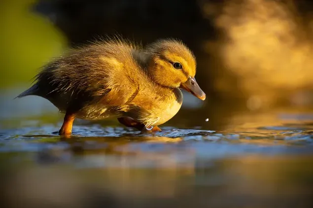 Cute yellow colored duckling on the water in front of a blurry backdrop download