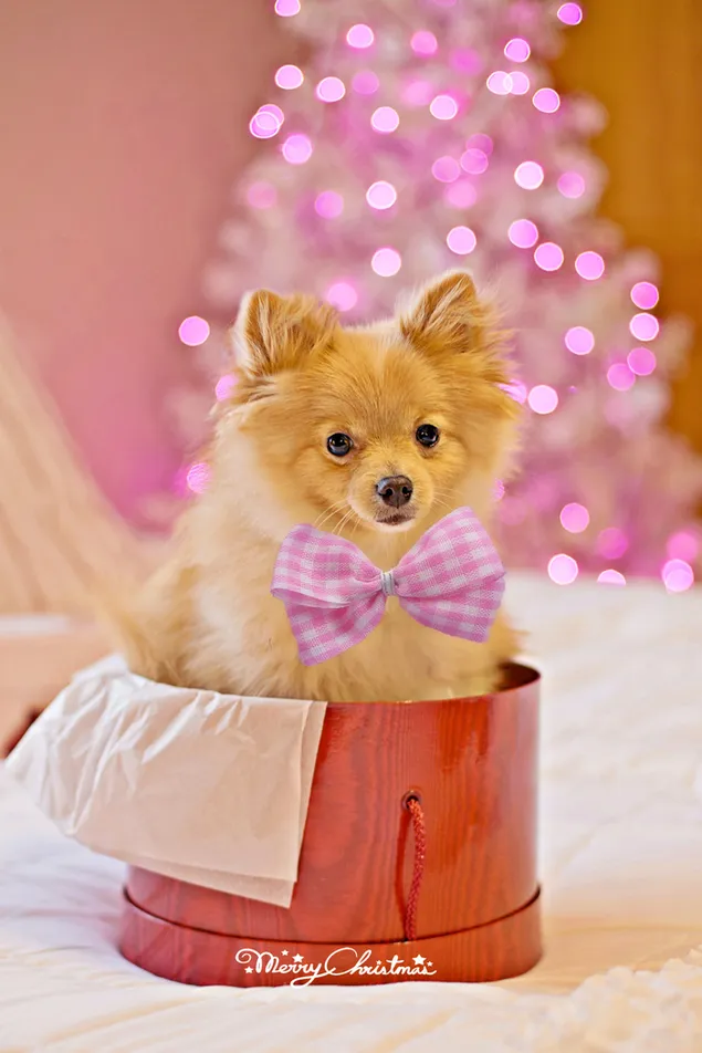 Anak anjing peliharaan lucu sebagai hadiah di hari libur dengan lampu merah muda sebagai latar belakang