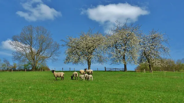 Cừu Suffolk tải xuống