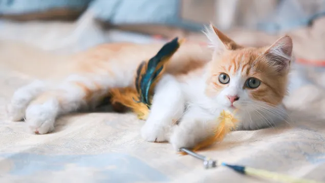 Cyperse kat download