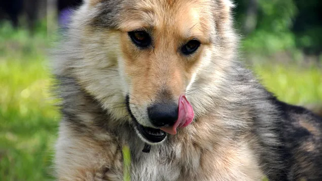 Tjekkoslovakisk ulvehund, hund download