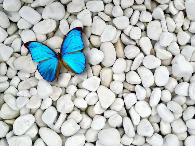 大きなふわふわの白い小石と青い蝶