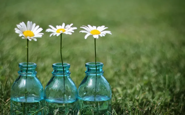 muat turun daisies dalam 3 botol dengan latar belakang hijau