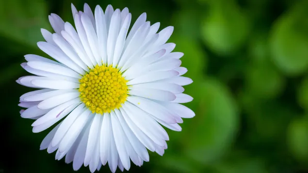 Hoa cúc: Thưởng thức thiên nhiên tươi đẹp, không gì tuyệt vời hơn là những bông hoa cúc trắng tinh khôi. Với hình ảnh chụp nét, bạn sẽ có cơ hội chiêm ngưỡng vẻ đẹp thơ mộng của những bông hoa này.