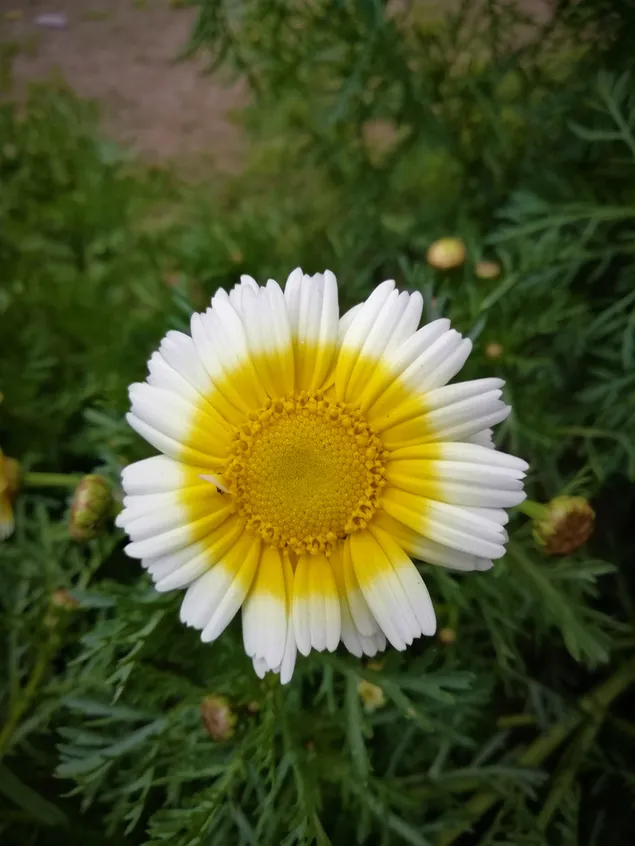 Daisy Wildflower