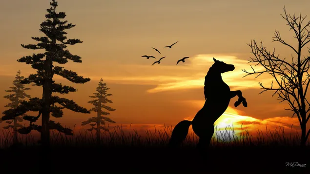 Dance of nature at sunset download