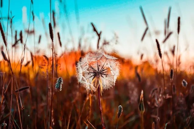 paardebloem blom in gewas veld aflaai