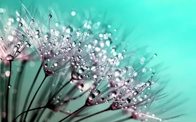 dandelion flower seeds