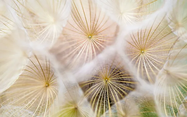 Dandelion flowers close up
