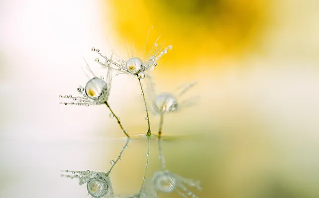dandelion rain droplets
