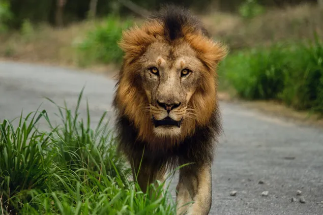 道路を歩いているライオン。壁紙