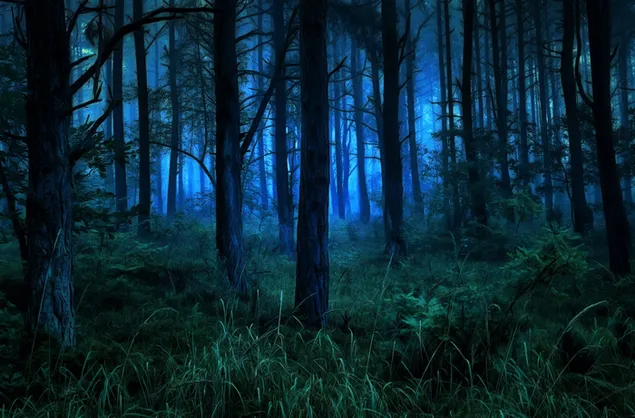 Bosque oscuro y brumoso en la noche