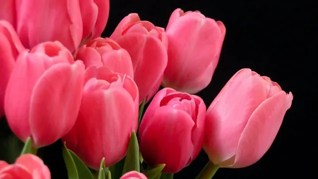 mork skrifttype pink tulipan download