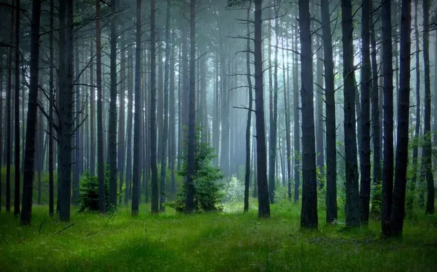 Dunkelgrüner Wald herunterladen
