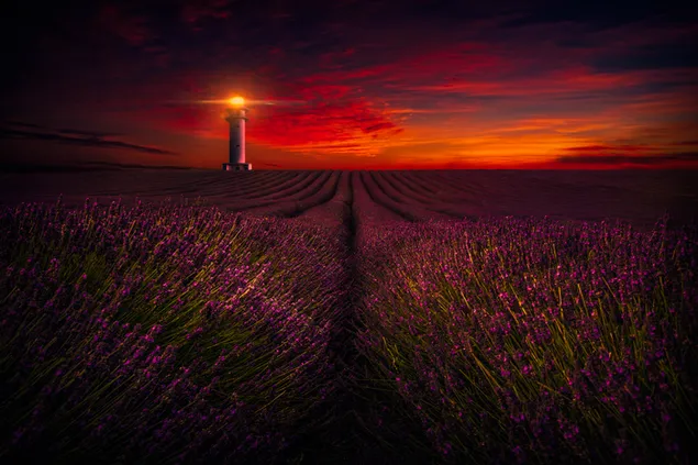 Dunkler Sonnenuntergang über Leuchtturm und Lavendelfeld 4K Hintergrundbild