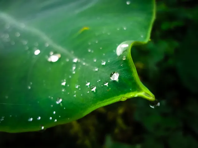 Rumah Hutan Yang Cantik Muat Turun Kertas Dinding Hd