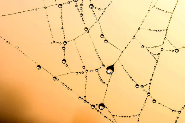 dauw in het spinnenweb