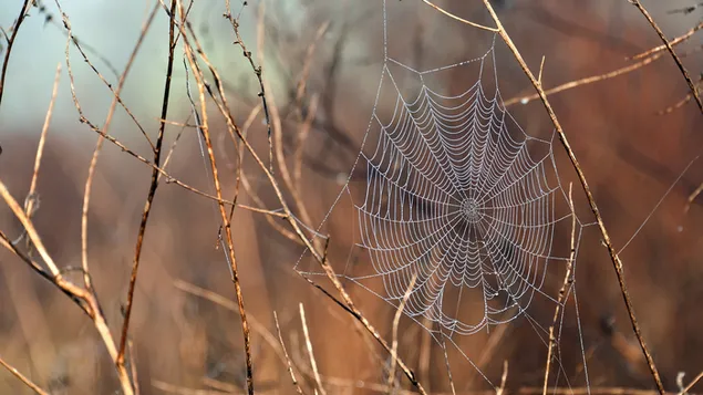 Dauwdruppels in spinnenweb download