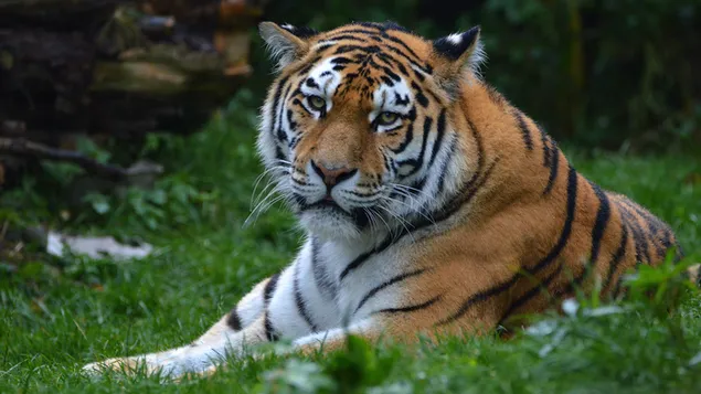 De blik van de tijger