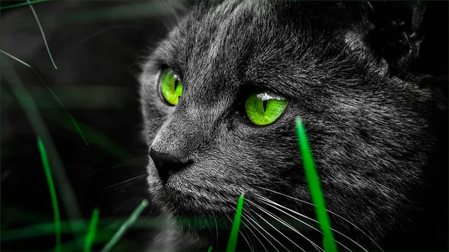 De Bombay-kat, zwarte kat met groene ogen download