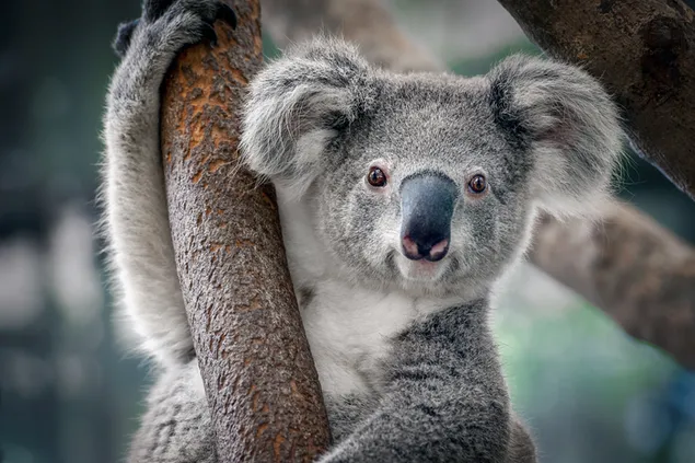 De in bomen levende herbivoor koala poseert alsof hij een boom knuffelt
