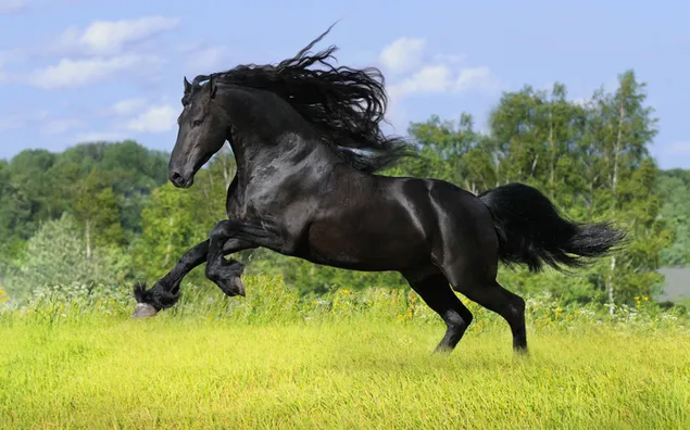 De schoonheid van een zwart edel paard naast de lichtblauwe wolkenlucht, de bomen en de schoonheid van het gras