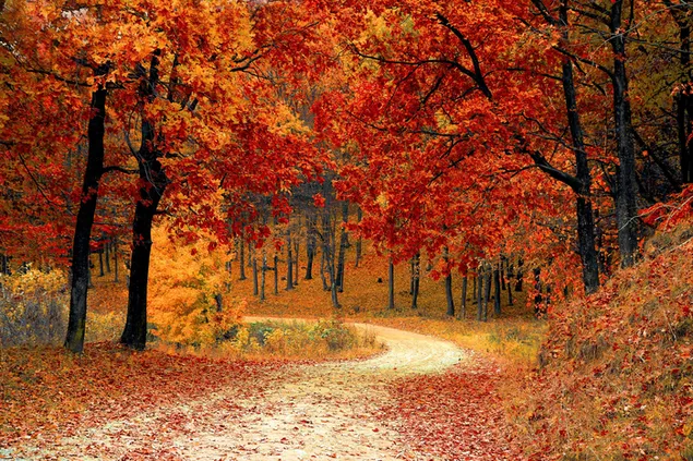 deciduous trees in autumn 2K wallpaper