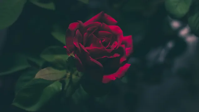 Deep red rose download