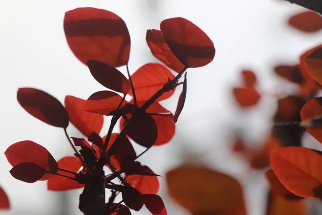 Diep roodachtig effect van bladeren in ochtendlicht in de zomer