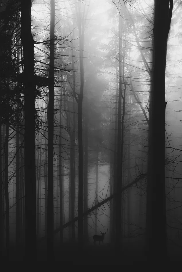 Rotwild in einem dunklen nebligen Wald in der Nacht