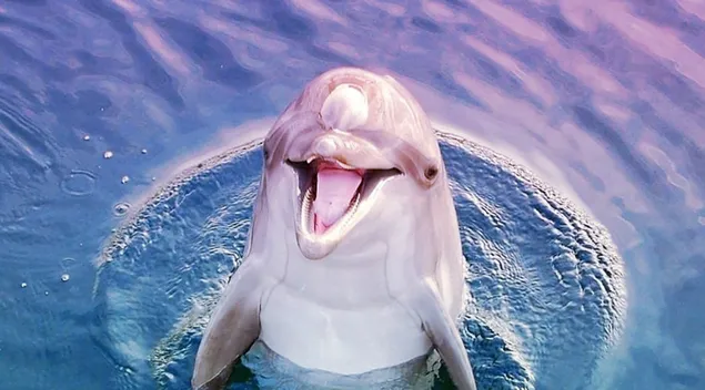 Delfín sonrisa HD