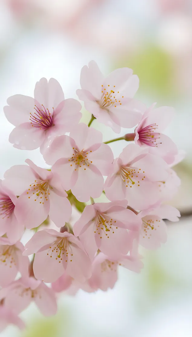 nezhen rozov chereshov tsvyat otblizo izteglyane