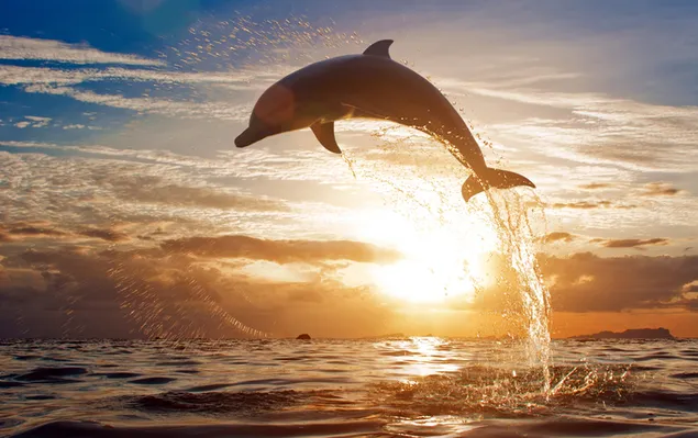Delphin aus dem Wasser