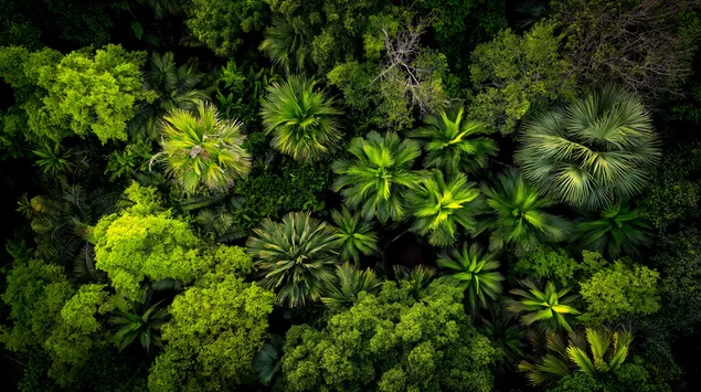 Tapeta Hustý tropický džungľový baldachýn zhora, letecký pohľad 2K