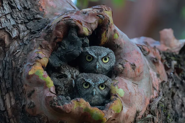 Der Blick der gelbäugigen Babyeulen, die in ihren Nestern im Baumstamm warten