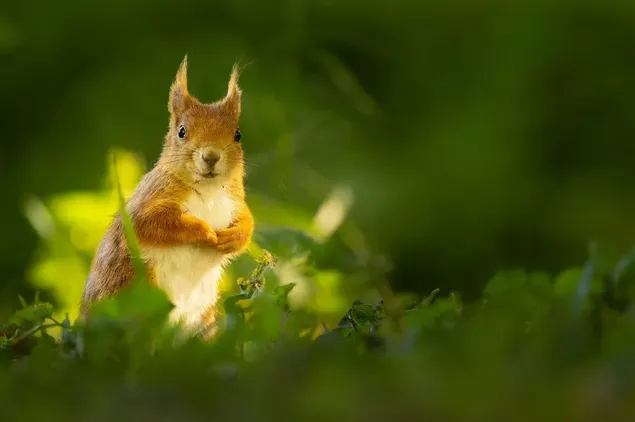 Der Blick eines netten Eichhörnchens gegen einen unscharfen Hintergrund des grünen Grases
