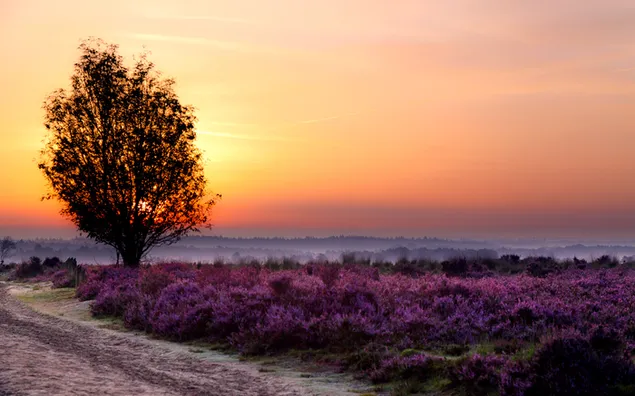 Der einzige Baum im Lavendelgarten bei Sonnenuntergang