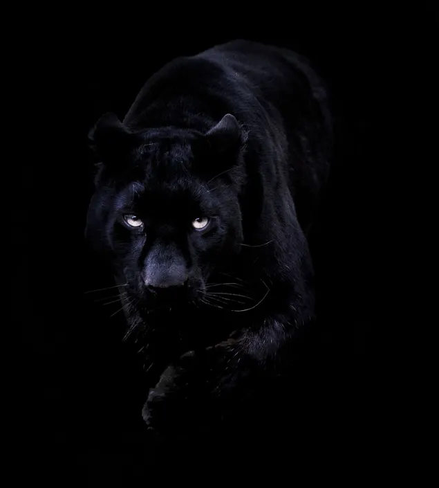 Der strenge Blick des schwarzen Panthers integriert sich in den schwarzen Hintergrund herunterladen