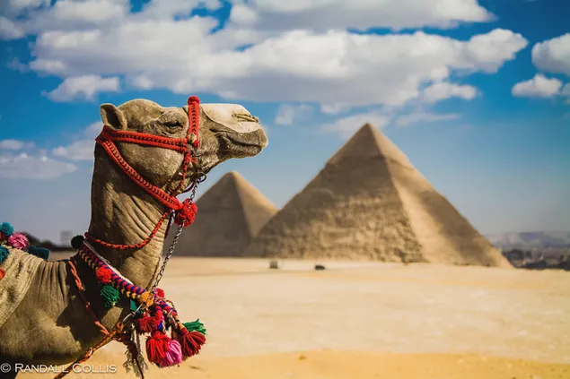 Desert animal camel resting on desert sand in front of cloudy sky and Egyptian pyramids backdrop