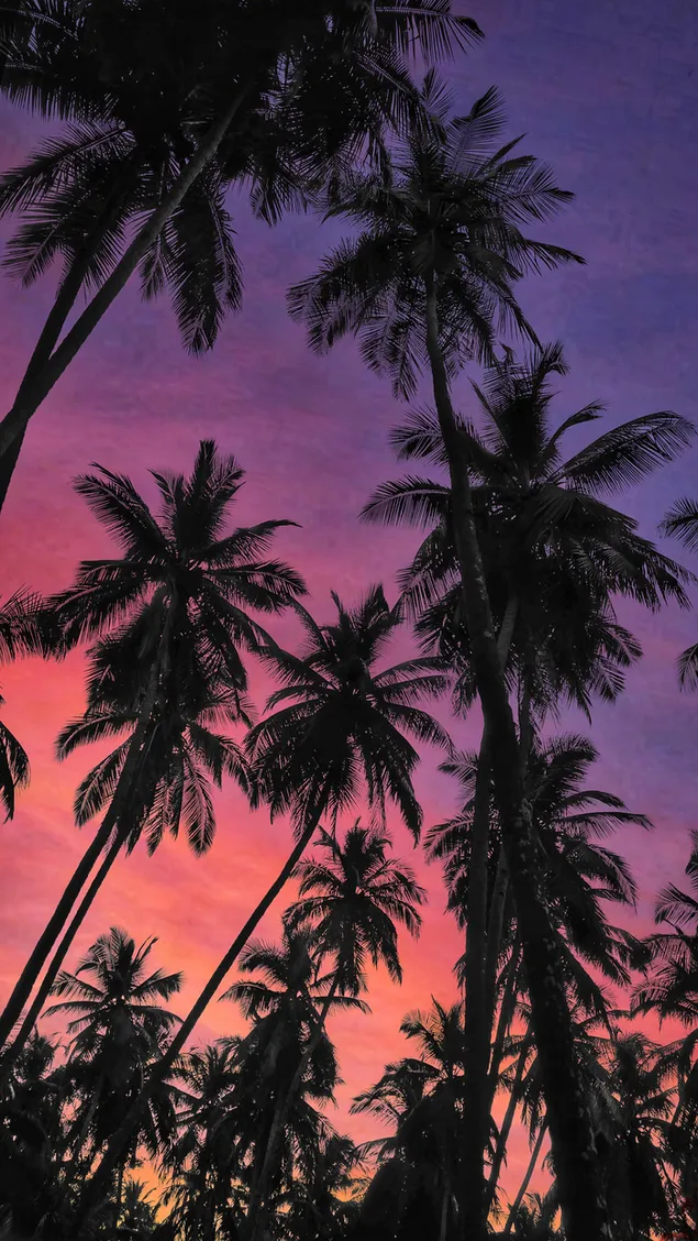 Desert palm and sunset