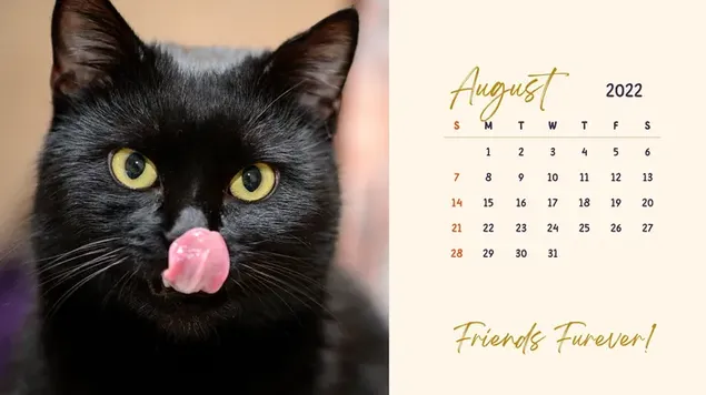 Calendario de escritorio - Agosto de 2022 con tema de Black Cat 4K fondo de pantalla