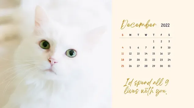 Calendario de escritorio - diciembre de 2022 con tema de gato blanco 4K fondo de pantalla