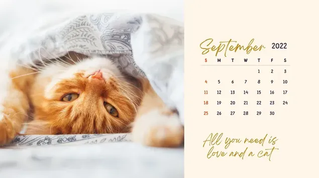 Calendari d'escriptori: setembre de 2022, temàtica de gats baixada
