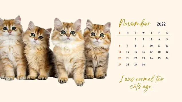 デスクトップ カレンダー - 2022 年 11 月、猫がテーマ - ペルシャの子猫 ダウンロード