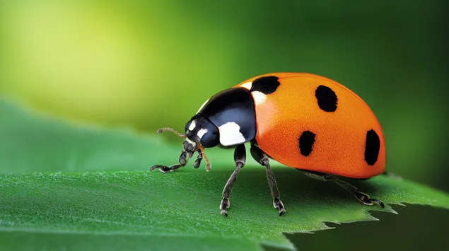 Tapeta Detailná lienka na liste s jemným bokehovým pozadím 2K