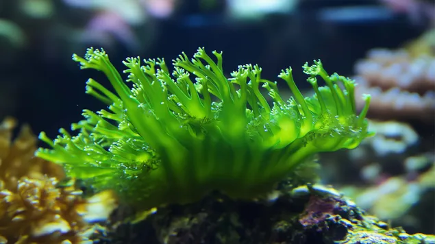 منظر تفصيلي للقوام الزمردي لطحالب الكوديوم الإسفنجية 4K خلفية
